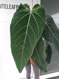 Anthurium Warocqueanum Hybrid groß