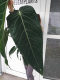 Anthurium Warocqueanum Hybrid groß