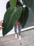 Anthurium Warocqueanum Hybrid groß