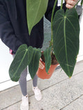 Anthurium Warocqueanum Hybrid groß