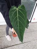 Anthurium Warocqueanum Hybrid groß