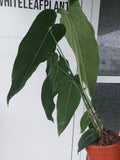 Anthurium Warocqueanum Hybrid groß