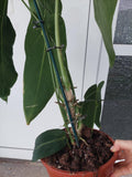 Anthurium Warocqueanum Hybrid groß