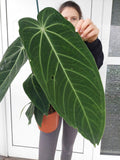 Anthurium Warocqueanum Hybrid groß