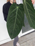 Anthurium Warocqueanum Hybrid groß