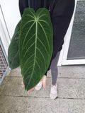 Anthurium Warocqueanum Hybrid groß