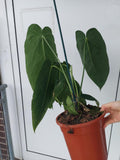 Anthurium Warocqueanum Hybrid groß