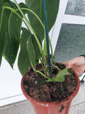 Anthurium Warocqueanum Hybrid groß