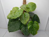 Philodendron Majestic buschig