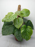 Philodendron Majestic buschig