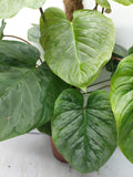 Philodendron Majestic buschig