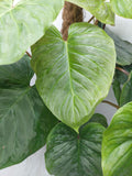 Philodendron Majestic buschig