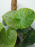 Philodendron Majestic buschig