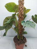 Philodendron Majestic buschig