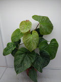 Philodendron Majestic buschig