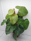 Philodendron Majestic buschig