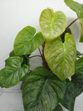 Philodendron Majestic buschig