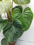 Philodendron Majestic buschig