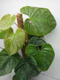 Philodendron Majestic buschig