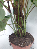 Philodendron Majestic buschig