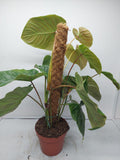 Philodendron Majestic buschig