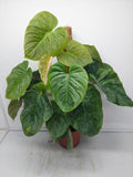 Philodendron Majestic buschig