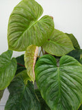 Philodendron Majestic buschig