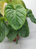 Philodendron Majestic buschig