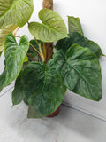 Philodendron Majestic buschig