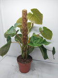 Philodendron Majestic buschig