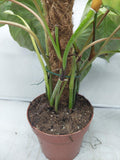 Philodendron Majestic buschig