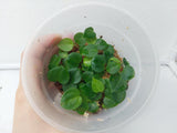 Anthurium Dark Mama x Crystallinum Seedlings