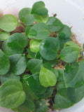 Anthurium Dark Mama x Crystallinum Seedlings