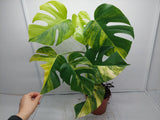 Monstera Aurea Variegata