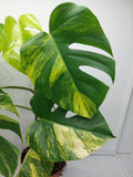 Monstera Aurea Variegata