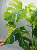 Monstera Aurea Variegata