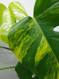 Monstera Aurea Variegata