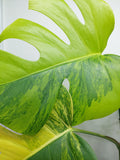 Monstera Aurea Variegata