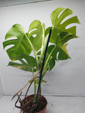 Monstera Aurea Variegata