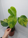 Monstera Aurea Variegata