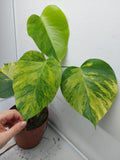 Monstera Aurea Variegata