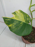 Monstera Aurea Variegata