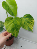 Monstera Aurea Variegata