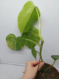 Monstera Aurea Variegata