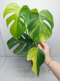 Monstera Aurea Variegata