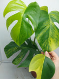 Monstera Aurea Variegata