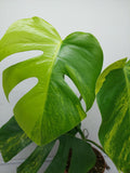 Monstera Aurea Variegata