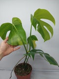 Monstera Aurea Variegata