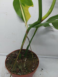 Monstera Aurea Variegata