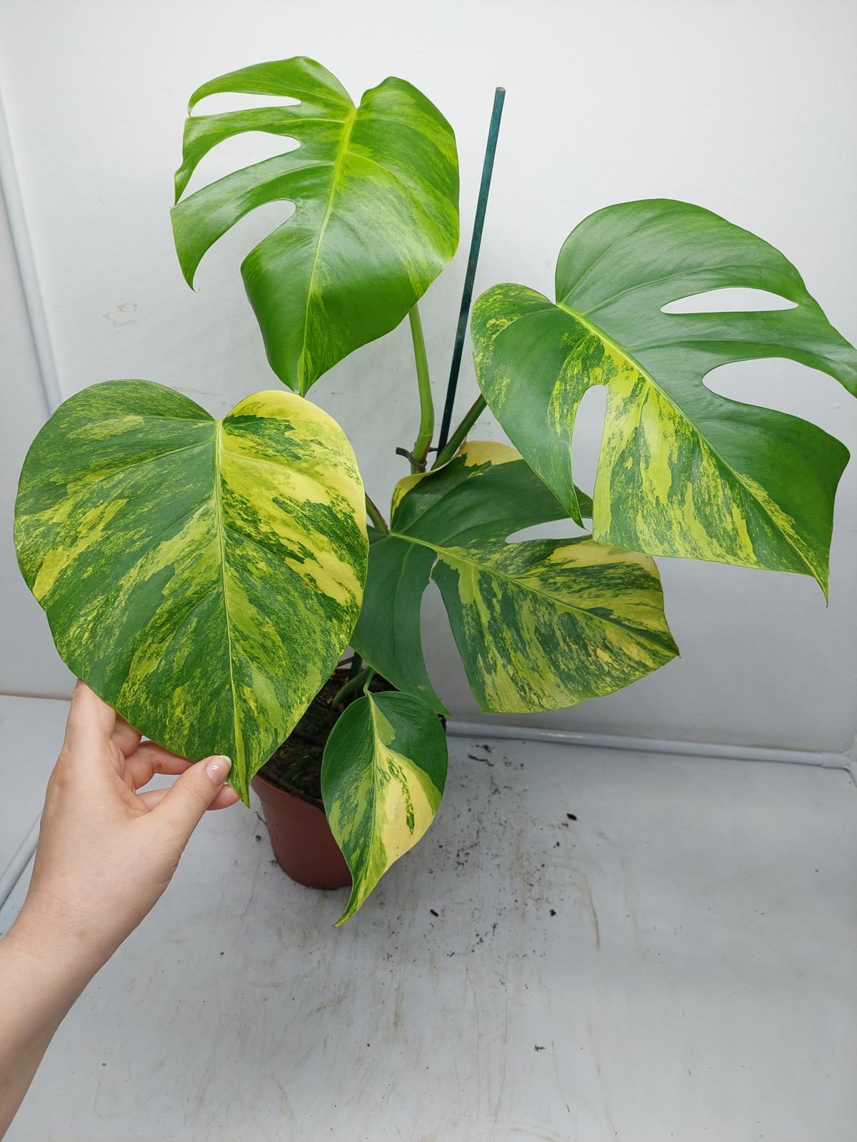 Monstera Aurea Variegata